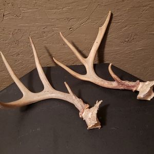8 Point Deer Antlers